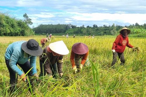 Chư Păh nhân rộng cánh đồng lúa chất lượng cao