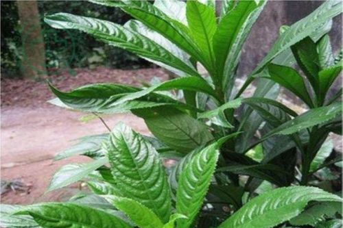 Cây xương sông - vị thuốc quý chữa nhiều bệnh