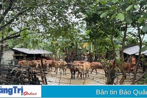 Cam Lộ: Khẩn trương tìm kiếm 65 con bò bị cuốn trôi do lụt