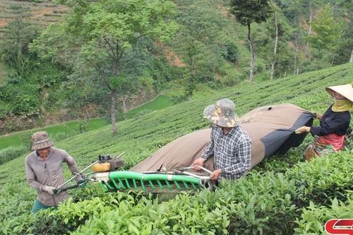 Hướng đến sản xuất nông nghiệp hiện đại