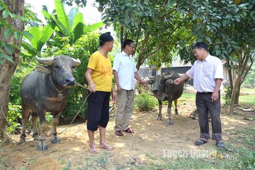 Trưởng thôn 'làm trước'