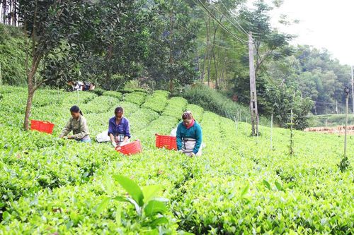 Văn Hán phát huy vai trò kinh tế tập thể