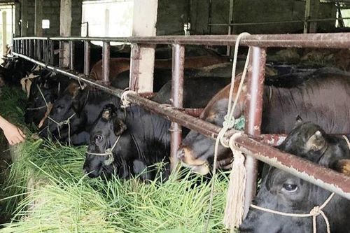 Làm giàu từ trồng cỏ và nuôi bò