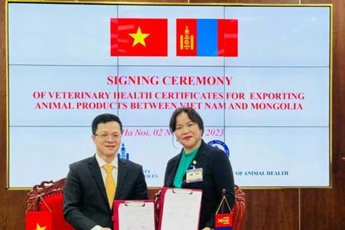 Việt Nam sẽ nhập thịt cừu, dê đông lạnh từ Mông Cổ