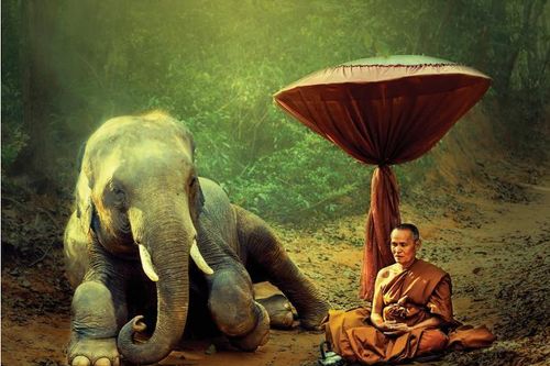 'Ahimsa' qua lăng kính Phật giáo
