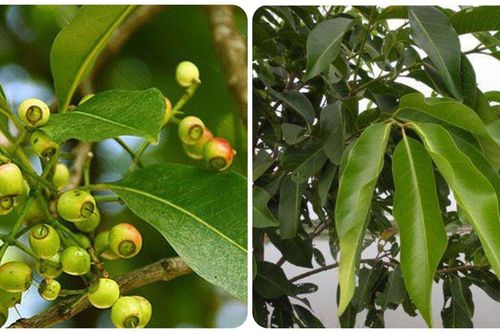 Công dụng của cây vối ít người biết