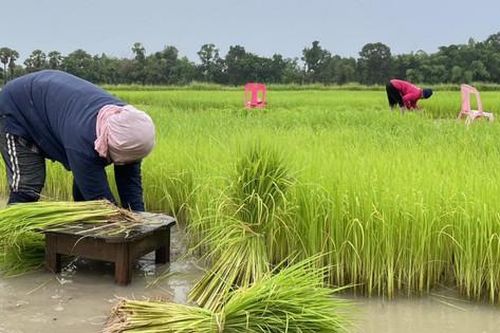 Thái Lan phê duyệt gói hỗ trợ nông dân trồng lúa trị giá 1,55 tỷ USD