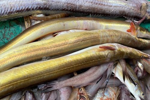 Loài cá chứa 'báu vật' ở bụng, giá đến 9 triệu đồng/kg