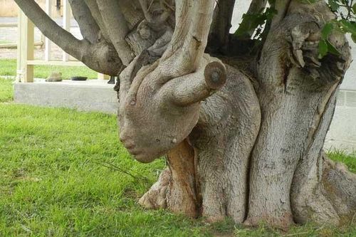 Những cây có hình hài kỳ dị: Từ quái vật thần thoại đến 'ác quỷ' xấu xí khó tin