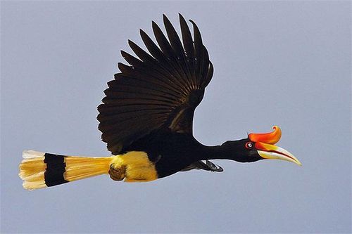 Loài chim quý có mỏ sừng độc đáo rất chung tình, không đổi bạn đời, nằm trong Sách đỏ Việt Nam
