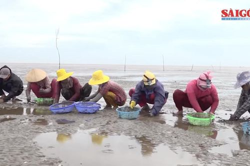 Tiền Giang: Nghề nuôi nghêu đạt chứng nhận quốc tế ASC