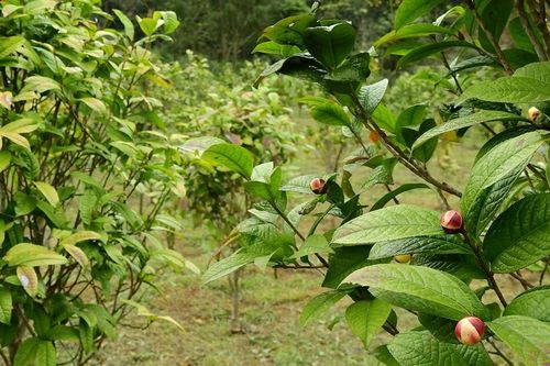 Thoát nghèo nhờ phát triển nông nghiệp liên kết