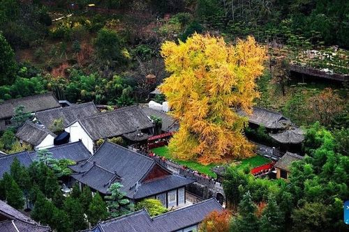 Trung Quốc: Những cây ngân hạnh hơn nghìn năm tuổi nhộm vàng góc trời khi mùa Thu đến