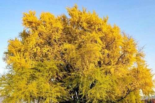 Cây bạch quả 800 năm thu hút hàng nghìn khách tham quan mỗi ngày