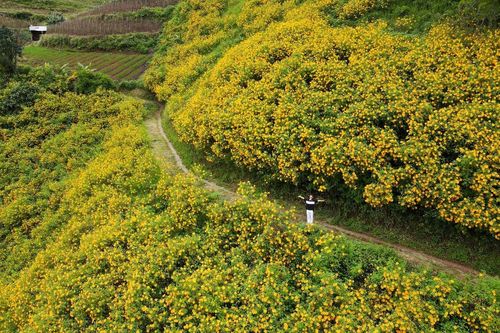 Hoa quỳ nhuộm vàng cao nguyên Lâm Viên