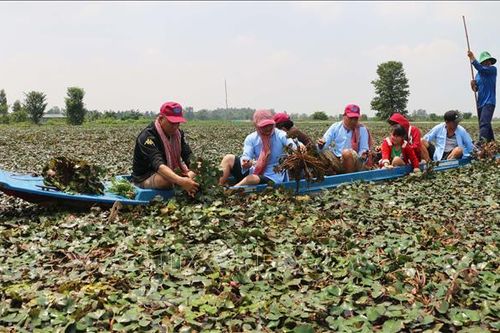 Du lịch sinh thái miệt vườn ở vùng đất 'Chín rồng' - Bài cuối: Cần thêm nhiều sản phẩm chuyên biệt