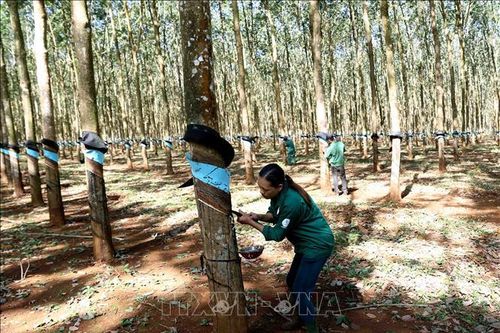 Ngành cao su xanh hóa chuỗi quy trình sản xuất, chế biến và xuất khẩu