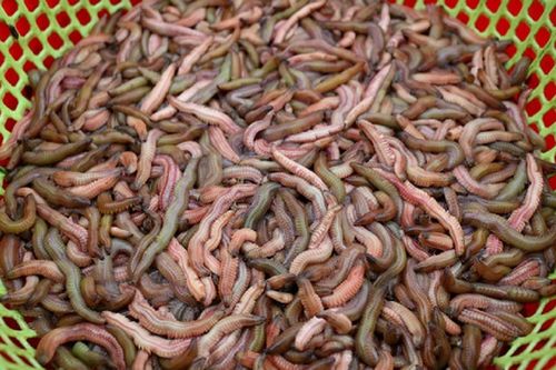 Đặc sản 'lộc trời' mỗi năm xuất hiện 1 lần, nhìn không đã thấy rùng mình nhưng 'hốt bạc'