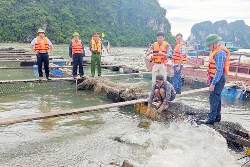Quảng Ninh: Dự kiến quy hoạch 9.400 ha cho các dự án nuôi thủy sản