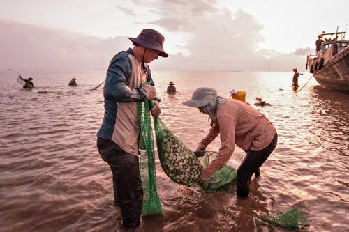 Tiền Giang: Vùng nuôi nghêu huyện Gò Công Đông được chứng nhận đạt tiêu chuẩn quốc tế ASC