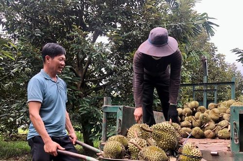 Diện tích cây ăn quả tăng 16.110 ha so với năm 2019