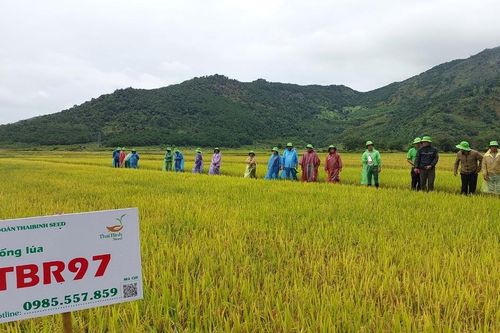 Hội thảo đầu bờ giống lúa nước chất lượng cao