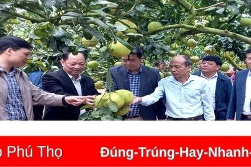 Đánh giá kết quả các mô hình nâng cao năng suất, chất lượng và mẫu mã quả bưởi