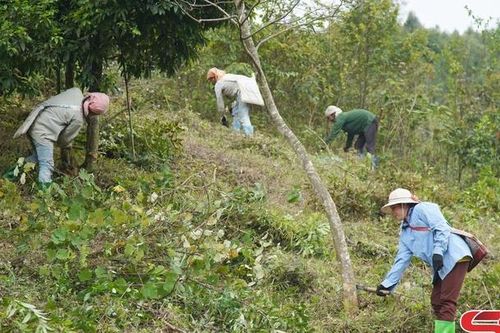 Phù Yên ổn định đời sống đồng bào tái định cư