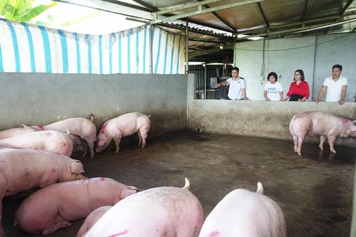Tăng cường kiểm soát giết mổ động vật