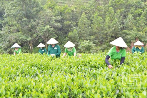 Đại Từ nâng tầm giá trị sản phẩm OCOP