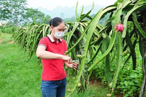 Nông dân khá giả với những mô hình 'hái ra tiền' ở Nho Quan