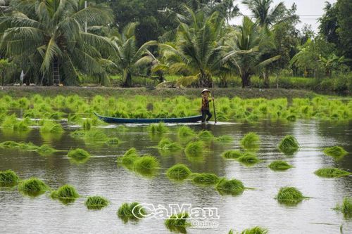 Nhân rộng diện tích lúa hữu cơ