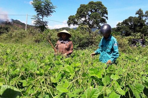 Huyện miền núi Quảng Trị giảm nghèo nhờ hợp tác xã