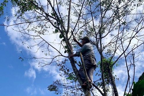 Về nơi người dân nuôi loại côn trùng là nguyên liệu để sản xuất máy bay, đồ điện tử, mỹ phẩm kiếm bộn tiền