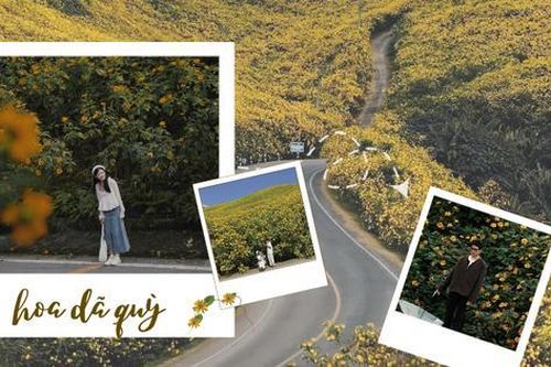 Mùa hoa dã quỳ đẹp nhất năm, xách ba lô về Ba Vì, Đà Lạt tìm góc 'chill' vàng tươi