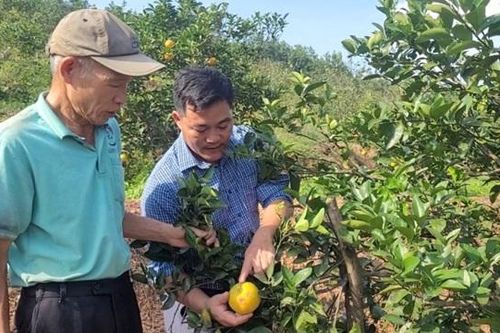 Hà Tĩnh: Giải pháp phòng ngừa thiệt hại kinh tế khi cam rụng quả hàng loạt