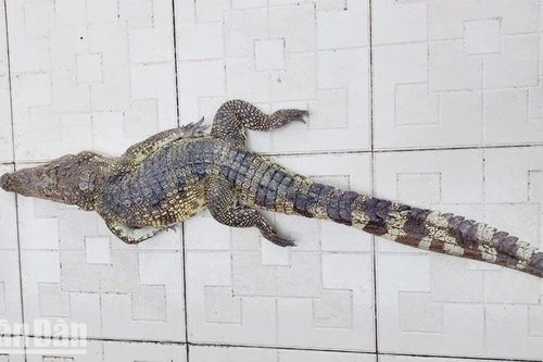 Kiên Giang: Đã bắt lại được 6 cá sấu xổng chuồng tại Công viên văn hóa An Hòa