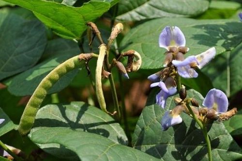 Ba bố con ở Vĩnh Phúc nhập viện cấp cứu do ăn hạt cây củ đậu