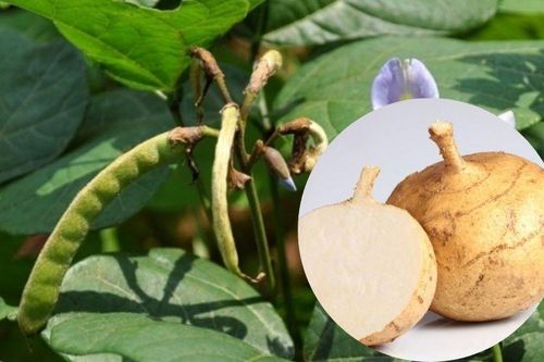 Ba bố con nhập viện vì hạt củ đậu