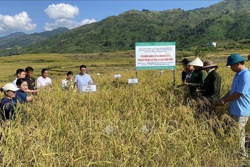 Xây dựng nhãn hiệu sản phẩm lúa Khẩu Lương Phửng