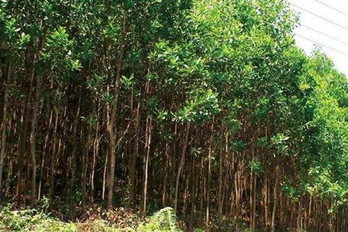 Hà Tĩnh: Phát hiện thi thể đã phân hủy trong rừng tràm