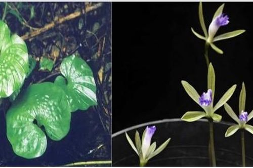 Loài cây cực quý hiếm, khó tìm trên thế giới nhưng lại có tại Việt Nam thuộc loại cần được bảo vệ nghiêm ngặt
