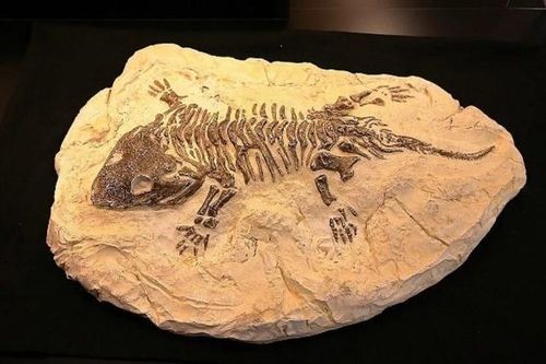 Điều kiện thích hợp nhất để bảo tồn các loại hóa thạch động vật là gì?