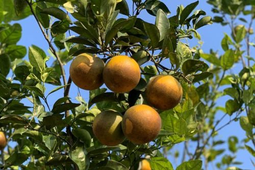 Cam mặt trời giá đắt đỏ nhất thị trường có gì đặc biệt?
