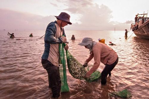 Chứng nhận ASC sẽ đưa nghêu Tiền Giang nâng tầm, vươn xa