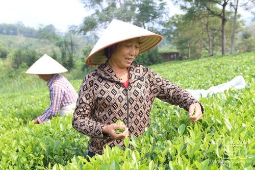 Chè Phú Lương rộn ràng chờ ngày vinh danh