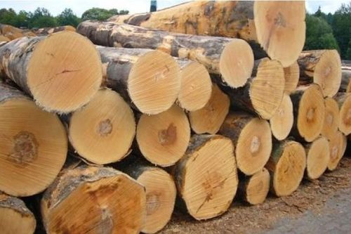 Tiếp tục tạm ngừng kinh doanh tạm nhập, tái xuất gỗ tròn, gỗ xẻ từ Lào và Campuchia
