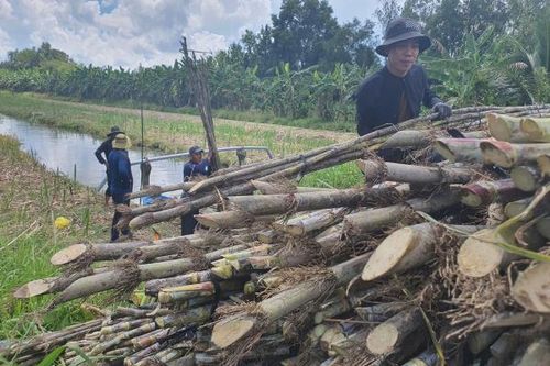 Nông dân lo lắng vì giá mía giảm mạnh