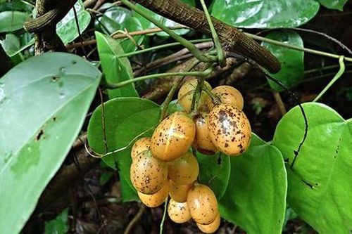 Quảng bá sản phẩm dược liệu sạch và an toàn đến người tiêu dùng