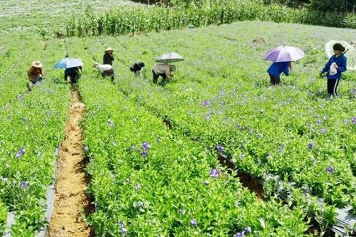 Lào Cai là địa phương có nhiều dược liệu đạt GACP-WHO nhất cả nước